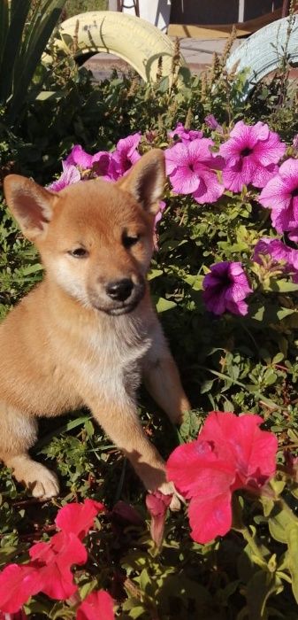 сибочки японские