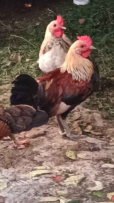 Vând cocoși rasă pitică