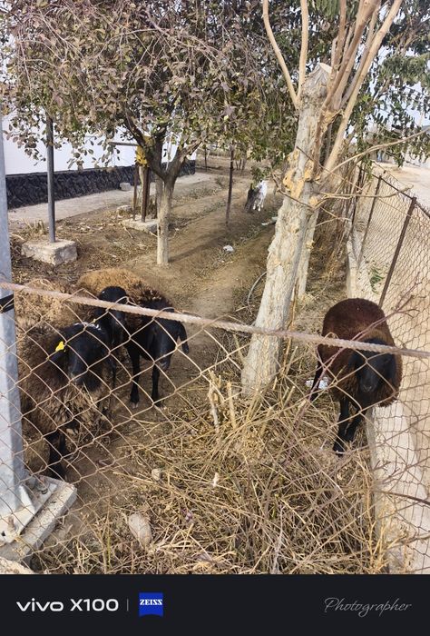 Қой, семіз қойлар