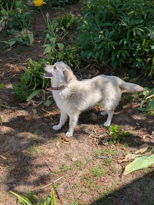 Catelusa talie mica spre adopție