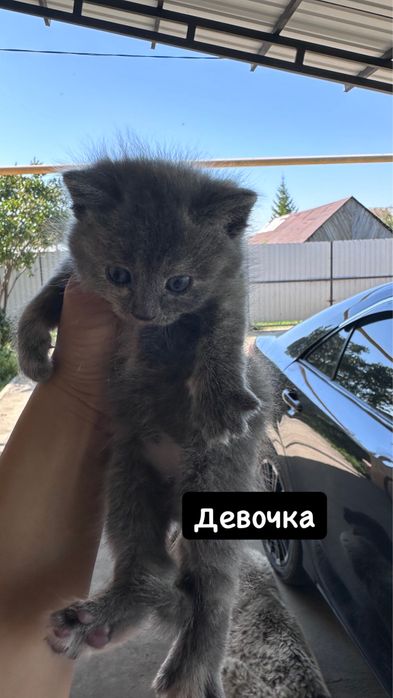 Отдам котят от мышеловки
