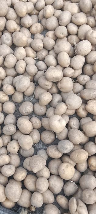 Картофель семенной на посадку