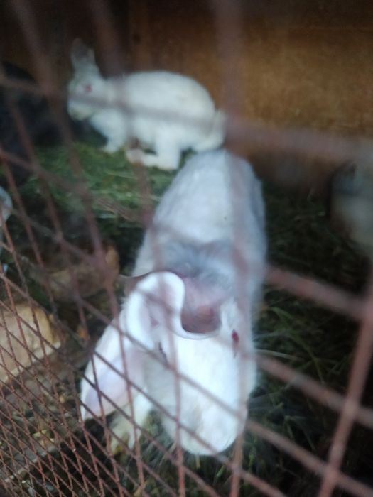 Zotdor quyonlar sotiladi