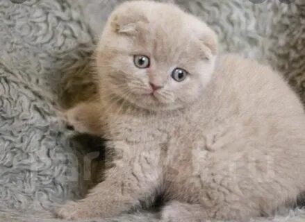 Продаются скоттиш фолд и скоттиш страйты.