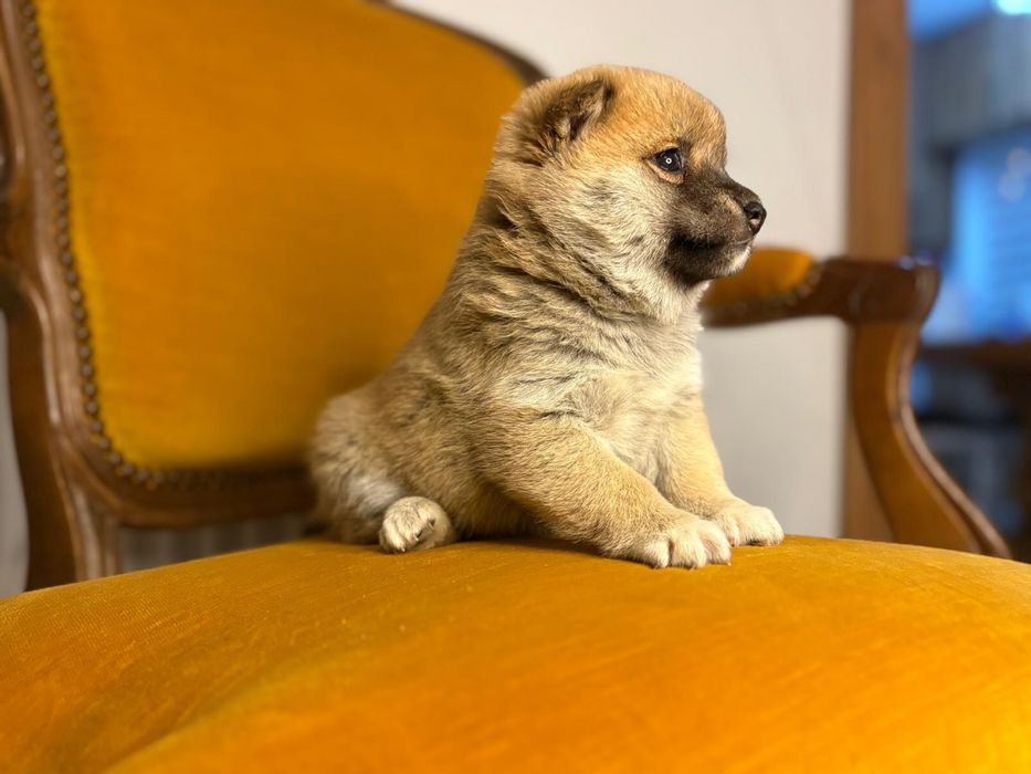 Vand fetita shiba inu