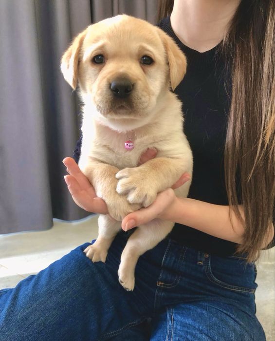 Pui Labrador Retriever cu Pedigree Tip A