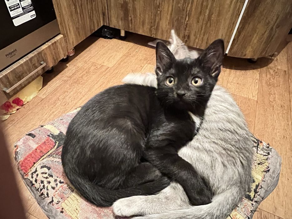 Отдам котят в добрые руки