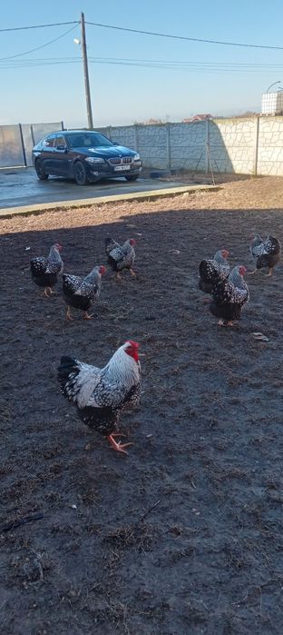 Vind ouă gaini de rasă Wiandotte argintiu  10 lei