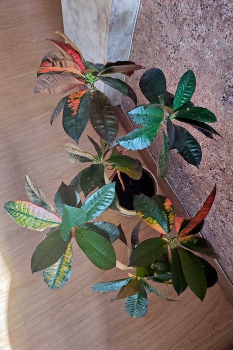 Цветок комнатный "Кротон"