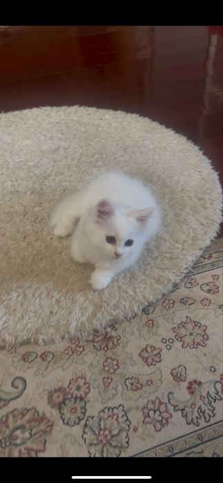 Девочка Мэйн Кун белая как снег