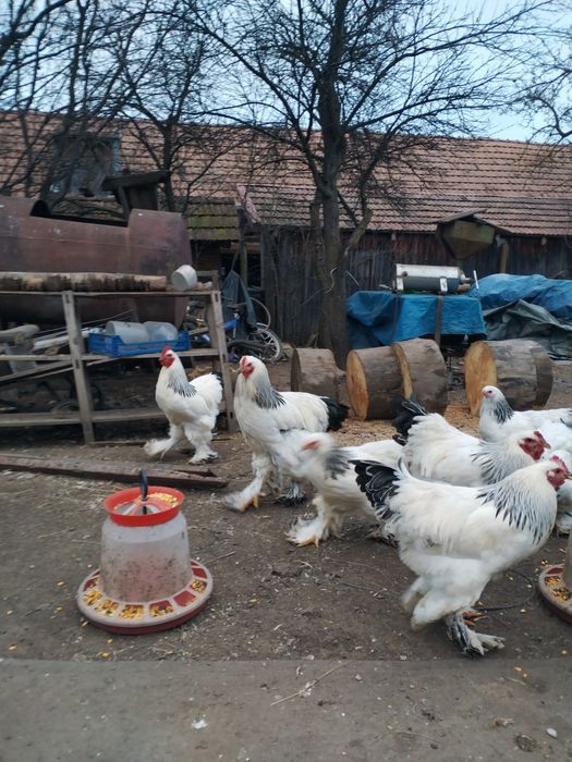 Păsări Brahma de vânzare