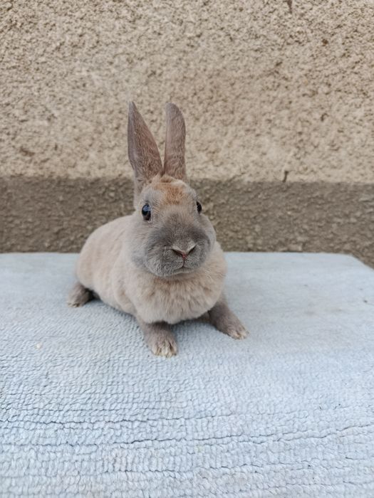 Femela Rex pitic 7 luni