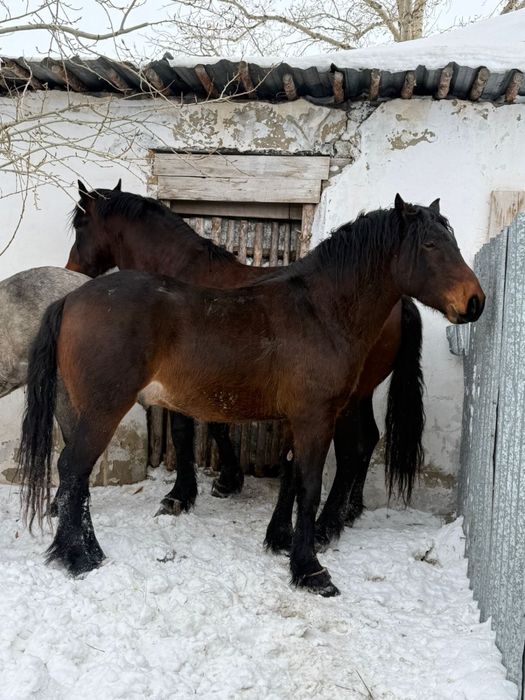 Продам лошадей новаалтайских жеребцов