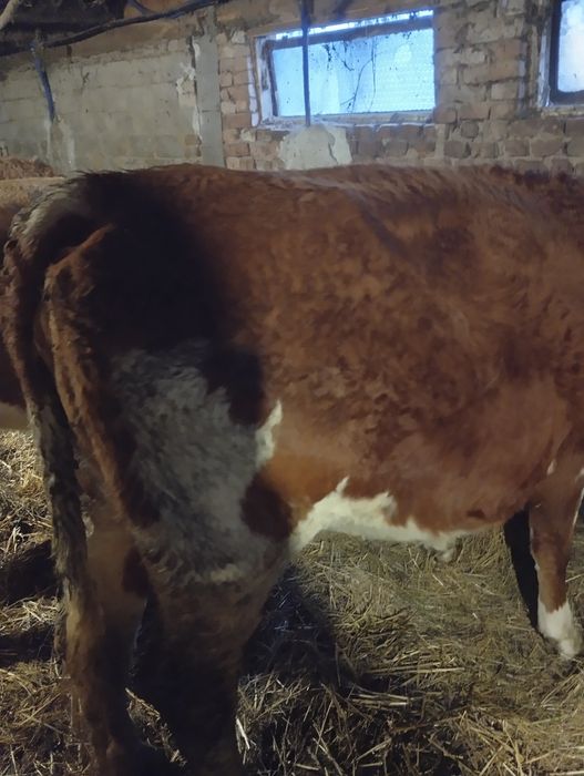 Vand 3 vaci baltata.