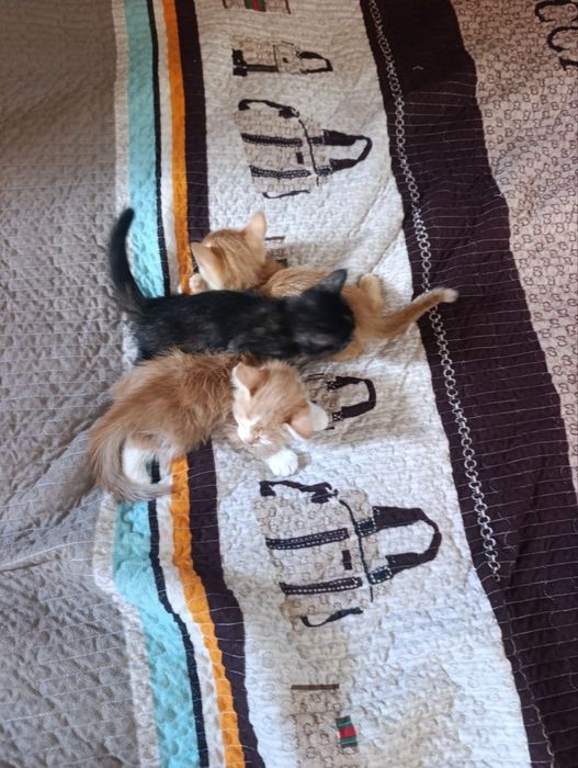 Отдам котят мальчик девочка