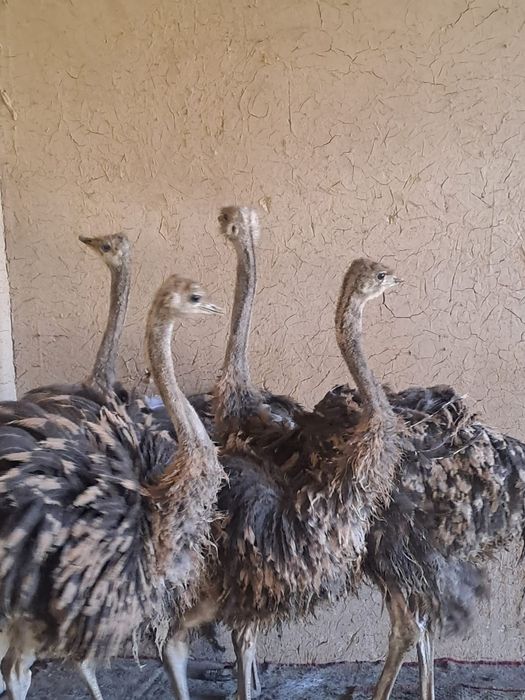 Страус сатылады маладнияк.