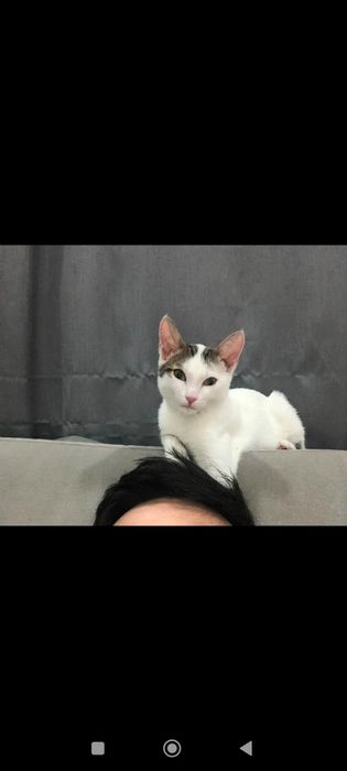 Котенок бесплатно