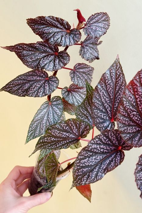 Бегонии полька дот пинк, макулата