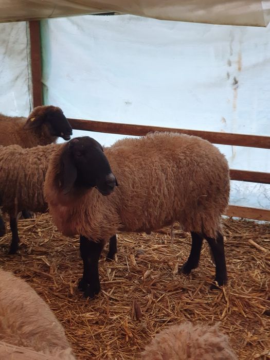 Berbeci de vânzare.