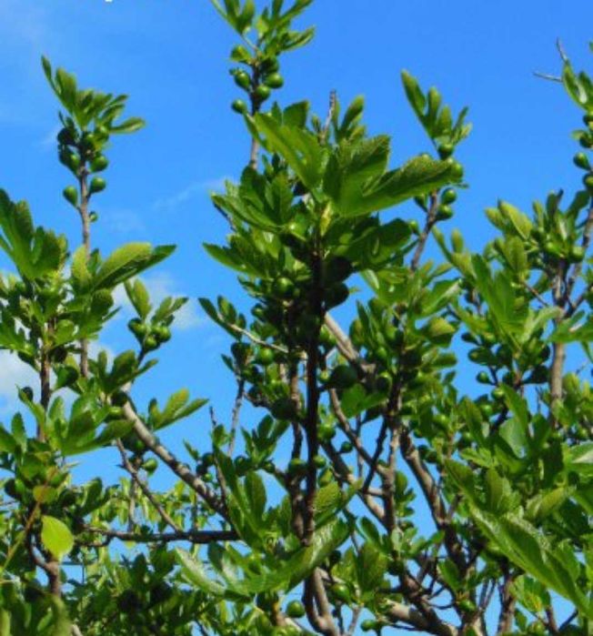 Мъжки фиданки смокиня (раждат зелени смокини за сладко)