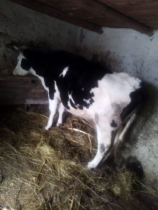 Vând vaca de lapte Holstein