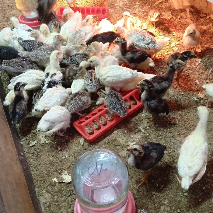 Индюшата подрощенные