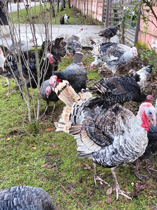 Curci și curcani de vânzare!