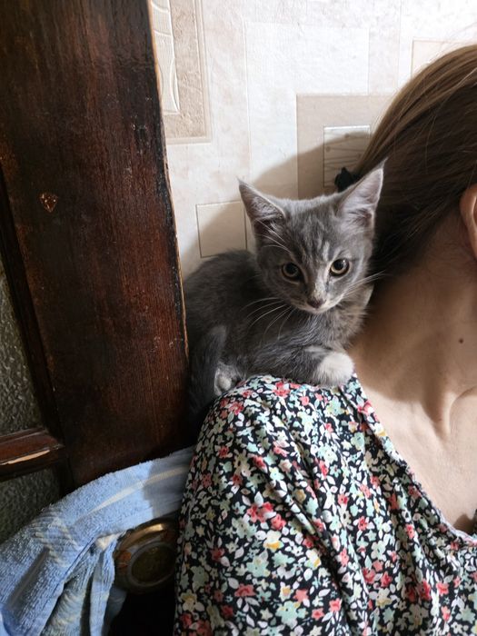 Отдам в добрые руки