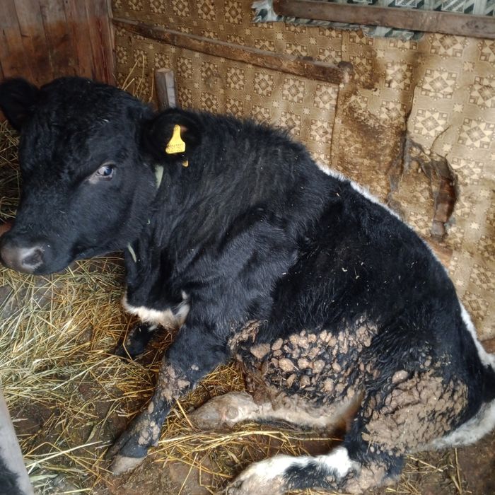 Продам 4 быков и 1телка