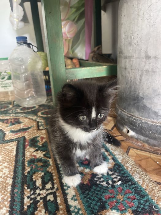 Котёнок девочка..