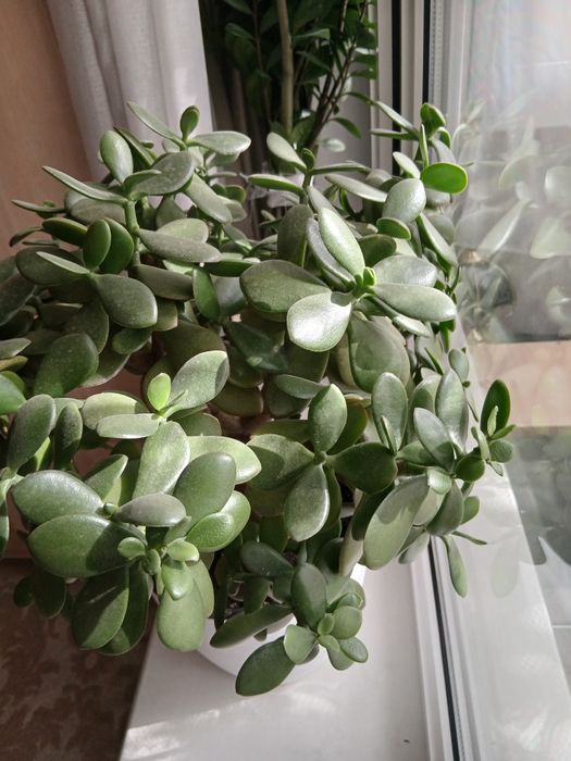 Денежное дерево, цветущее