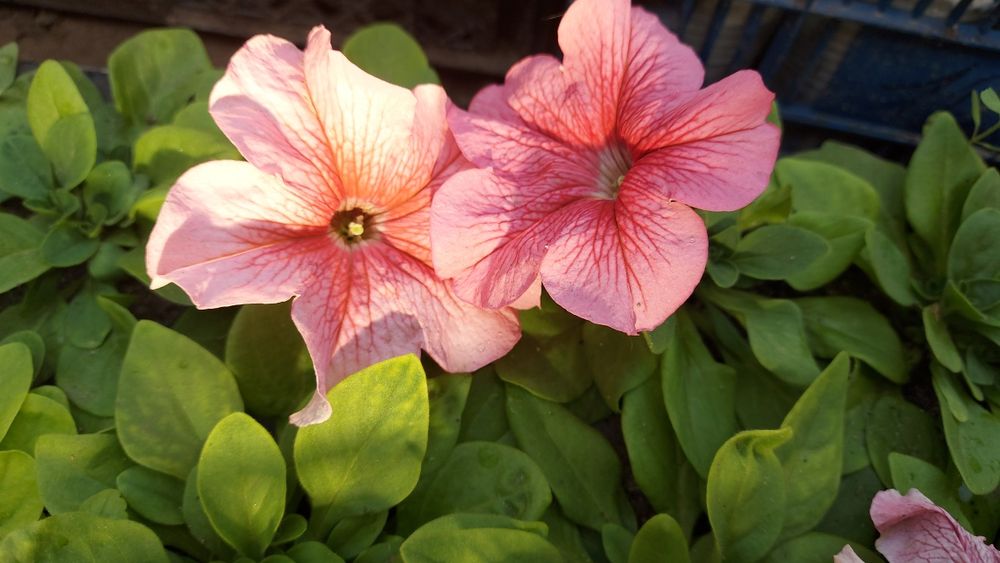 Петуния разная продам