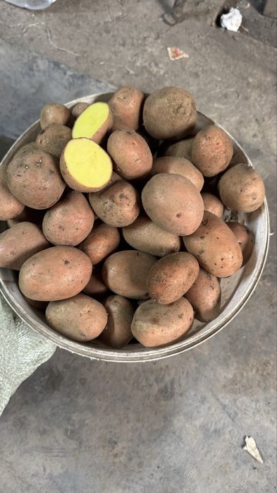 Семенной картофель сорт Радриго