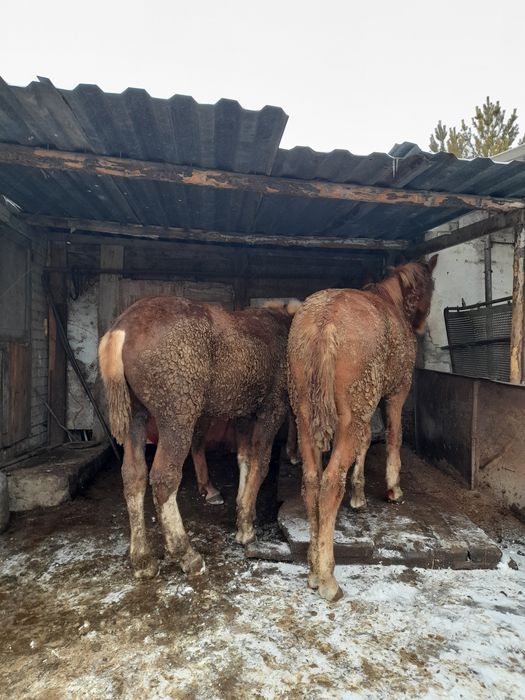 Продам двухлеток