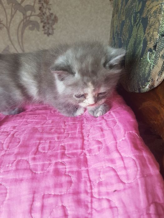 Продаются котята