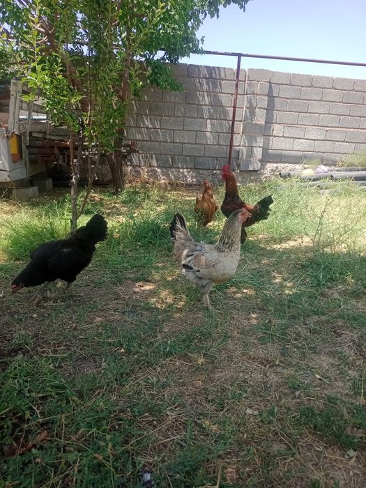 Туып тұр жас тауықтар