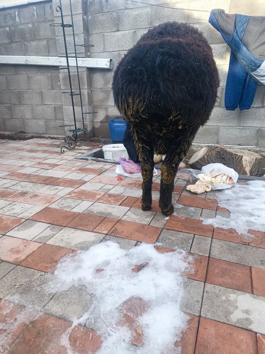 Продам кошкар гисар на племя