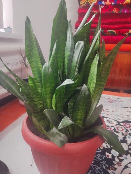 Комнатные цветы, продаю