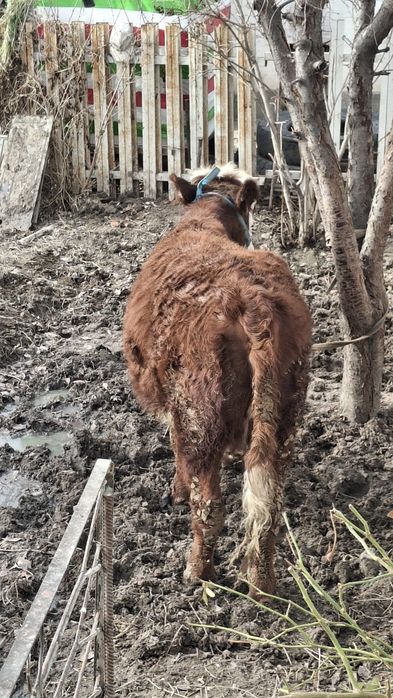 Қашар Порода Ақ бас Срочно сатылады