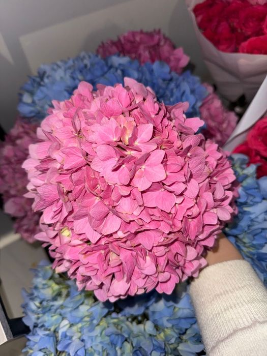 Продам цветы дешево!