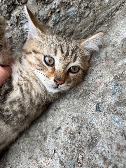 Отдам очаровательных котят