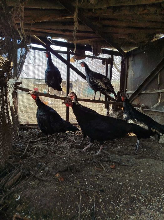 Kurka(Induk) makiyon va tovuq xoʻrozlari sotiladi