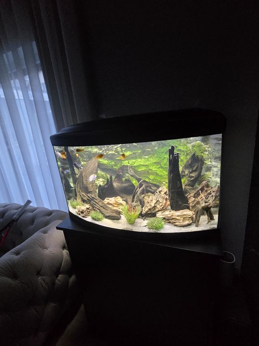 Vand urgent  Acvariu Cayman 135 L