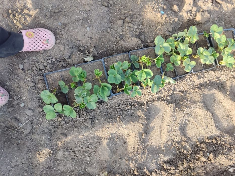 Рассада клубники сортовая