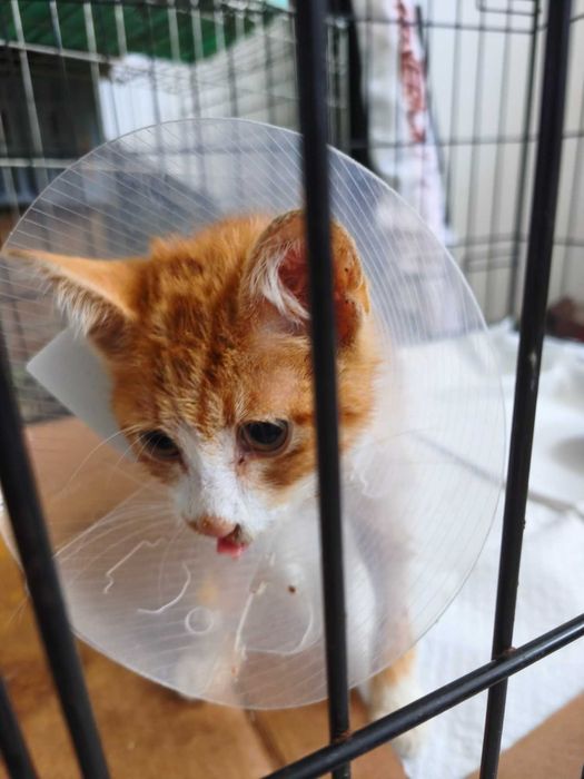 Подарявам мъжко коте на 3 месеца