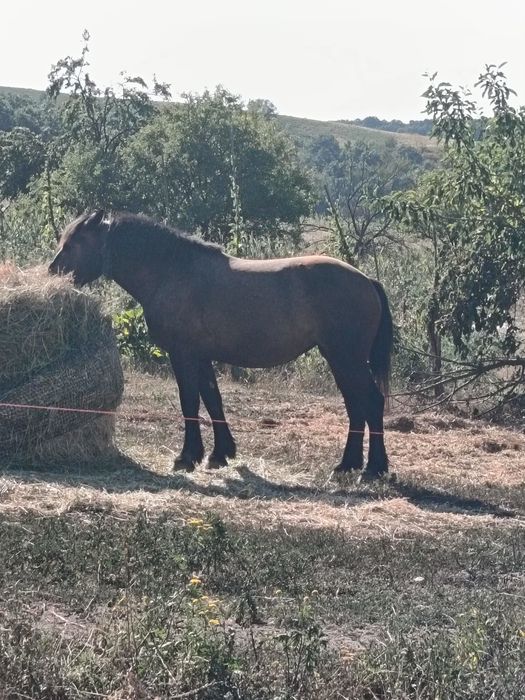 Vând mânză de 2 ani