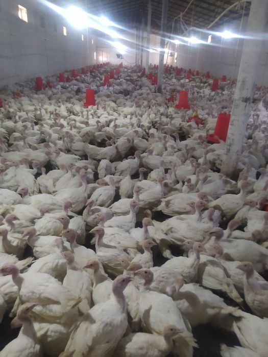 Big 6 kurka joʻjasiga zakaz olamiz soni cheklanmagan miqdorda