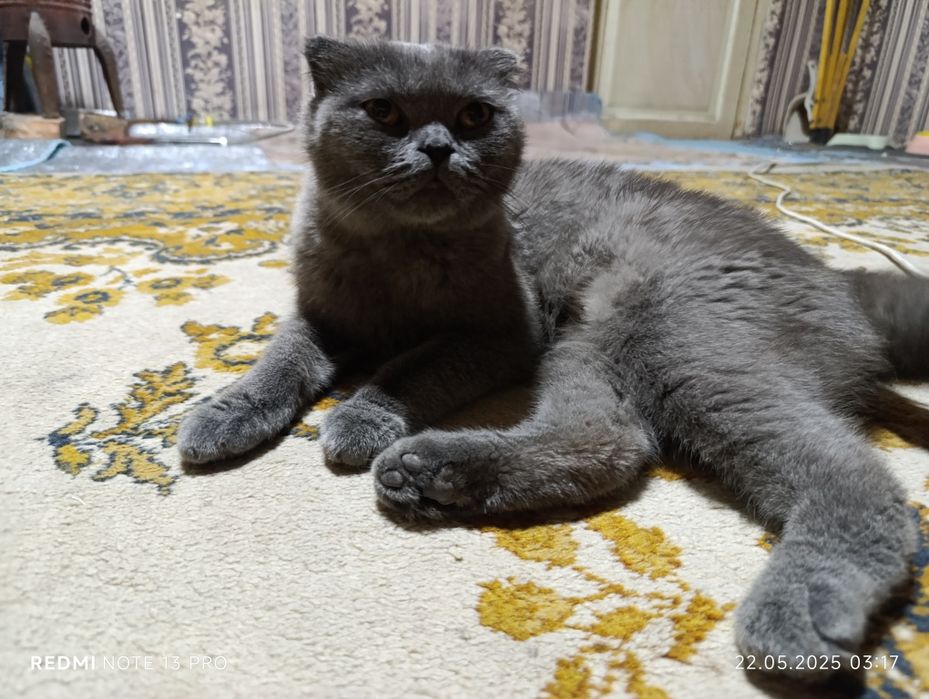 SKOTİW fold ona bola