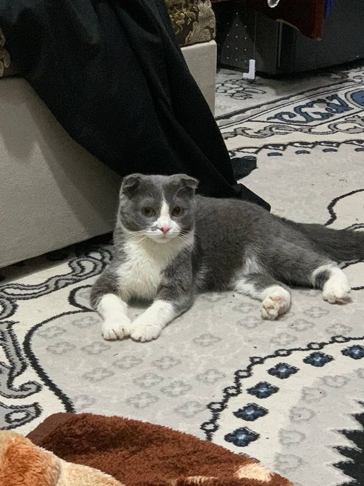 “Scottish Fold erkak mushukka urg‘ochi mushuk kerak”