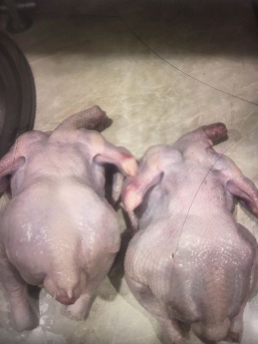 Куры бройлерные мясные
